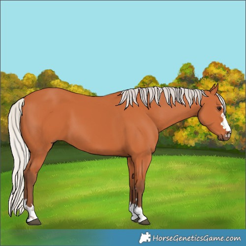 Horse Color:Silver Bay 