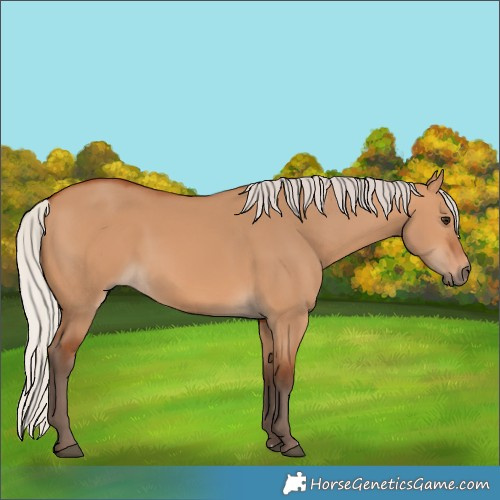 Horse Color:Silver Bay Dun
