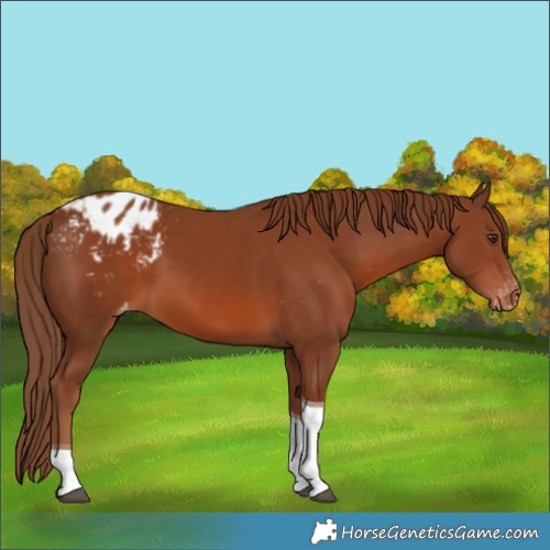 Horse Color:Chestnut Tobiano Blanket