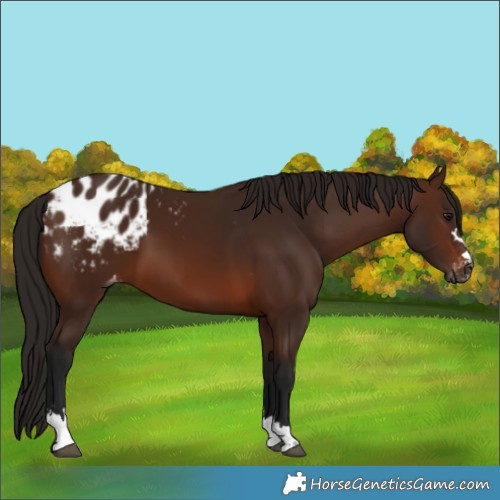 Horse Color:Gray Bay Blanket 