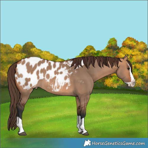 Horse Color:Bay Dun Splash Blanket 
