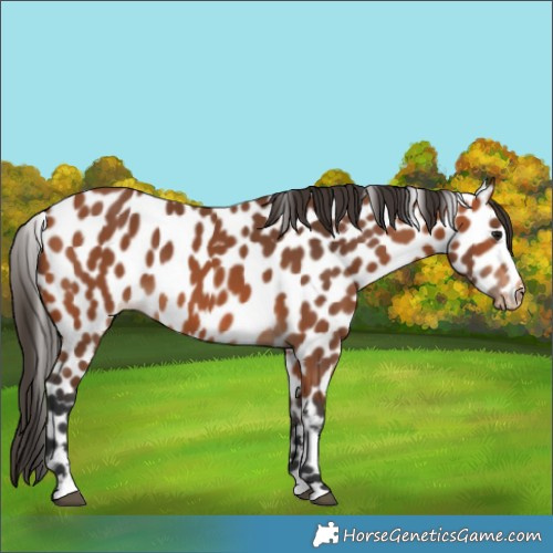 Horse Color:Bay Leopard 