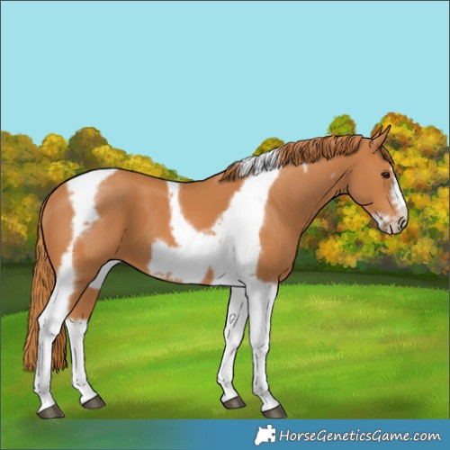 Horse Color:Chestnut Tobiano Frame
