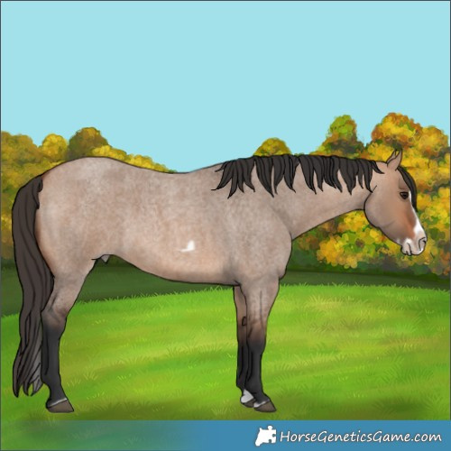Horse Color:Bay Roan Dun Splash Frame Rabicano 