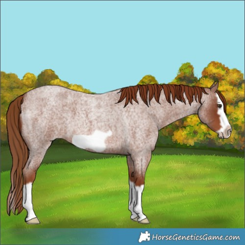 Horse Color:Red Roan Splash Frame 