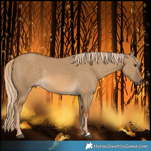 Horse Color:Chocolate Palomino Dun Rabicano 