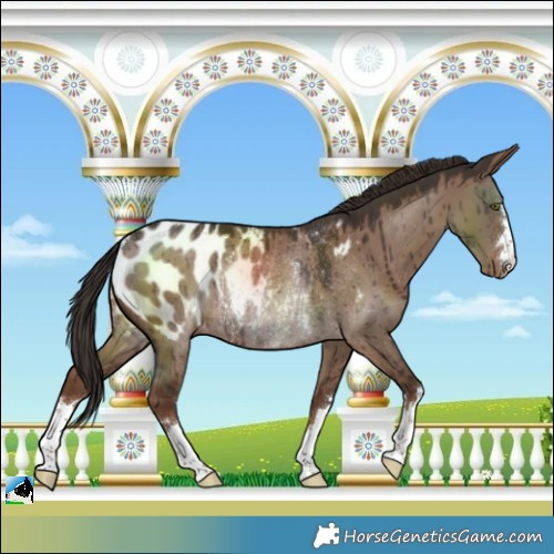 Horse Color:Liver Red Dun Blanket Rabicano Brindle 