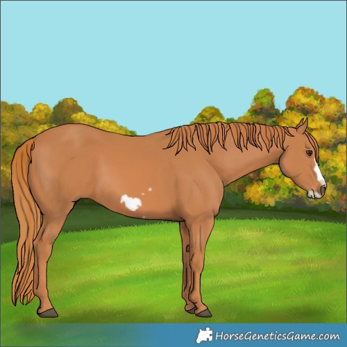 Horse Color:Chestnut Frame 