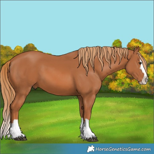 Horse Color:Chestnut Splash 