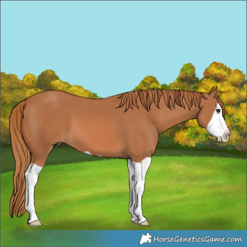 Horse Color:Chestnut Splash