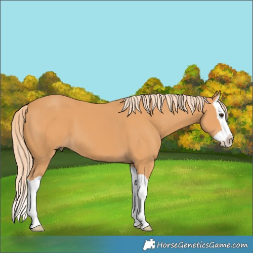 Horse Color:Chestnut Splash 