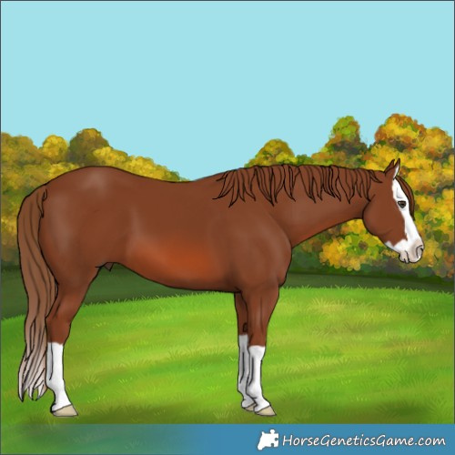 Horse Color:Chestnut Splash 