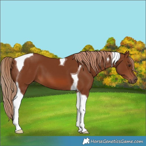 Horse Color:Chestnut Tobiano 