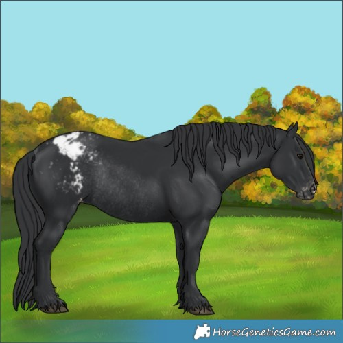 Horse Color:Black Varnish Rabicano 