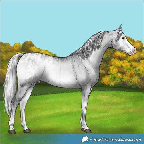 Horse Color:Silver Blue Onyx Chinchilla Sabino  and Silver Grullo Chinchilla Onyx Sabino Varnish 