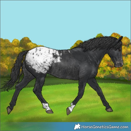 Horse Color:Black Blanket Rabicano 