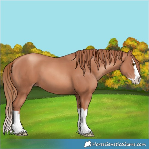 Horse Color:Gold Champagne Splash 