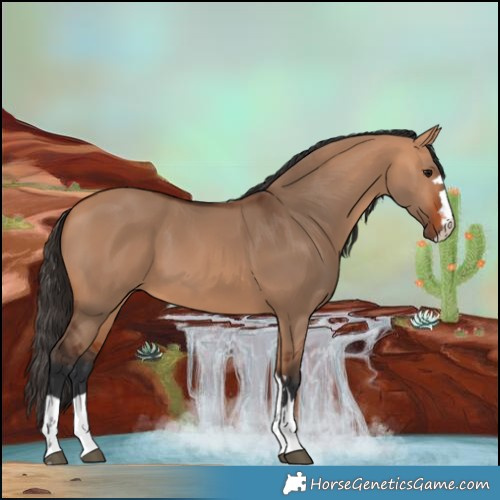 Horse Color:Bay Dun 