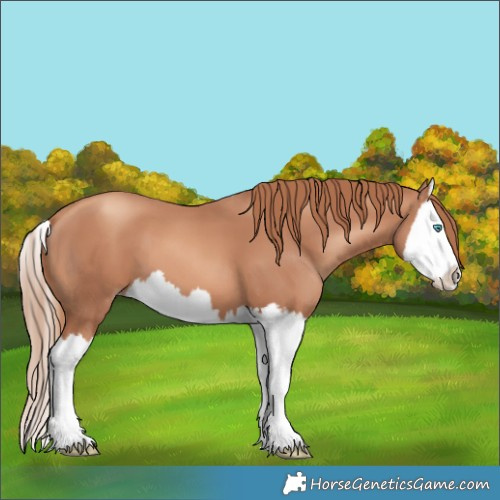 Horse Color:Gold Champagne Splash 