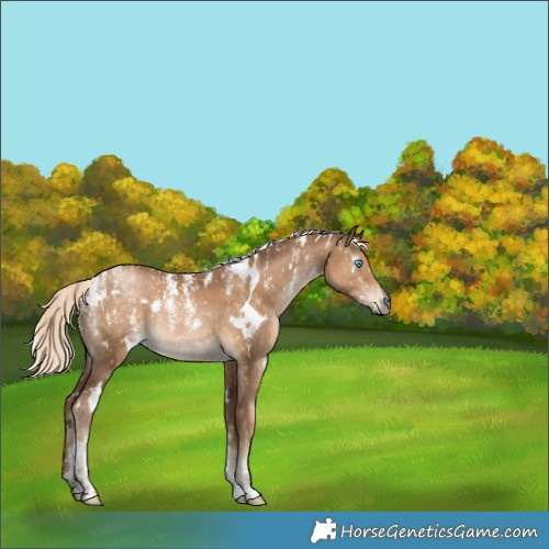 Horse Color:Powder White Gray White Spotted Chocolate Palomino Snowdrop Snowflake Varnish 