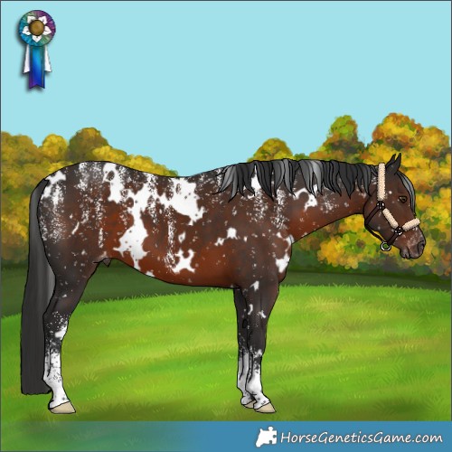 Horse Color:Powder White Gray White Spotted Liver Chestnut Snowflake Varnish 