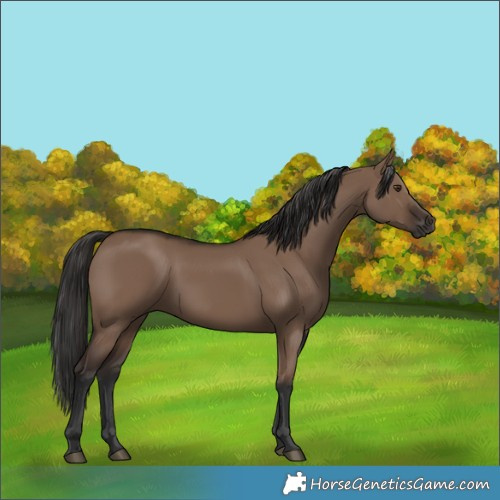 Horse Color:Liver Red Dun Rabicano