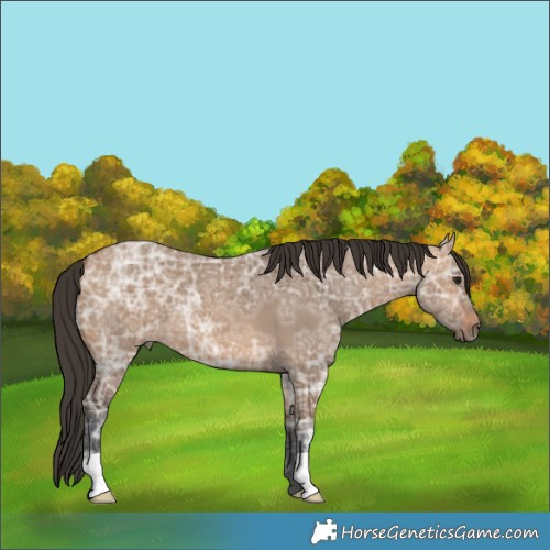 Horse Color:Bay Ice Dun