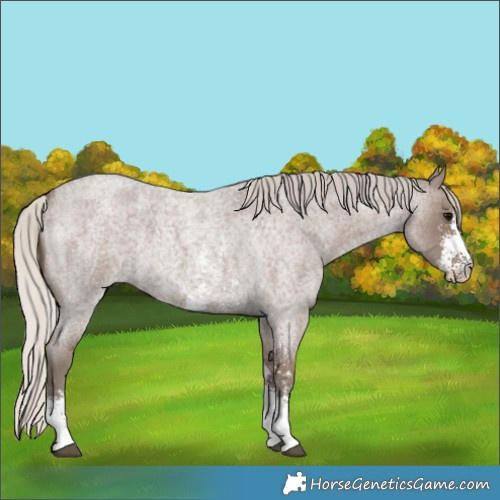 Horse Color:Silver Blue Roan Sabino