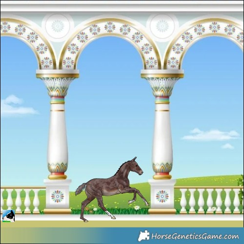 Horse Color:Chocolate Brown Mushroom Merle