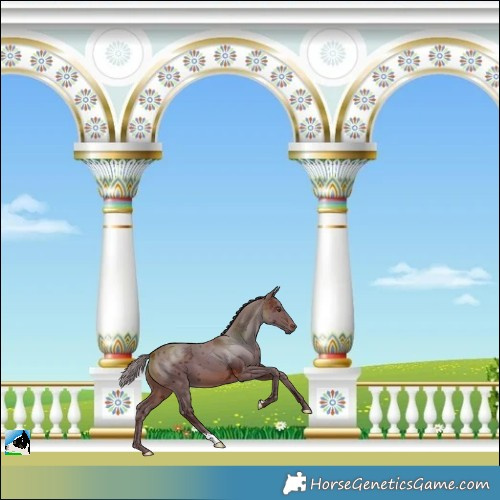 Horse Color:Chocolate Brown Mushroom Merle