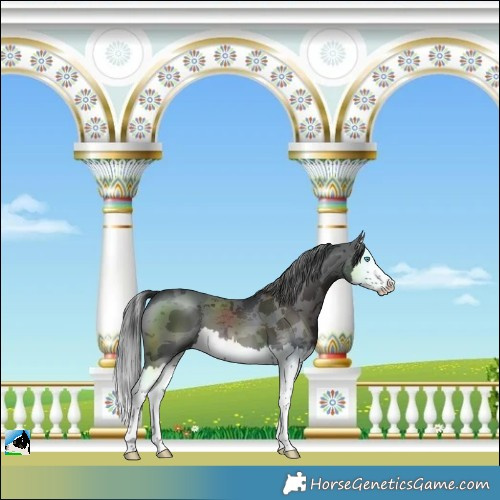 Horse Color:Brown Merle Splash 