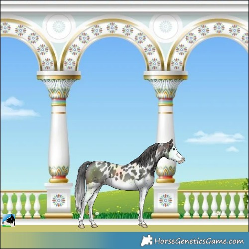 Horse Color:Brown Merle Splash Skewed LP Spotted 