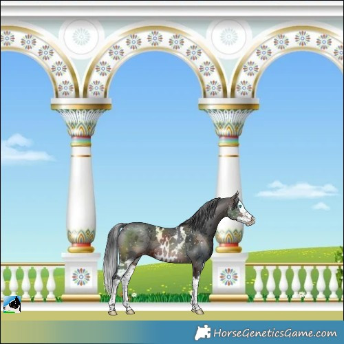 Horse Color:Brown Merle Splash Skewed LP Spotted 
