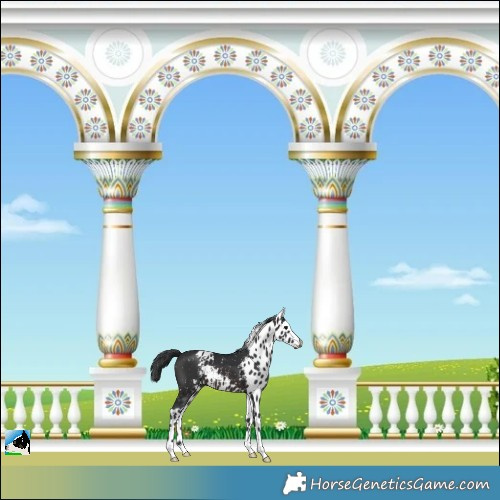 Horse Color:Brown Skewed Appaloosa 