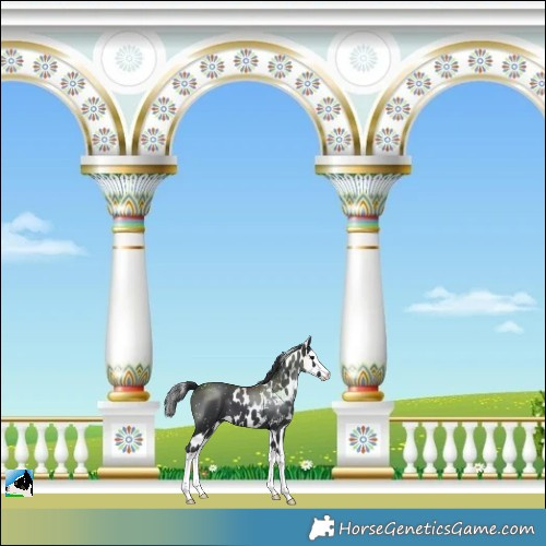 Horse Color:Black Splash Skewed LP Spotted 