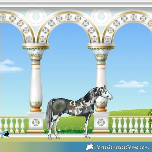 Horse Color:Black Splash Skewed LP Spotted 