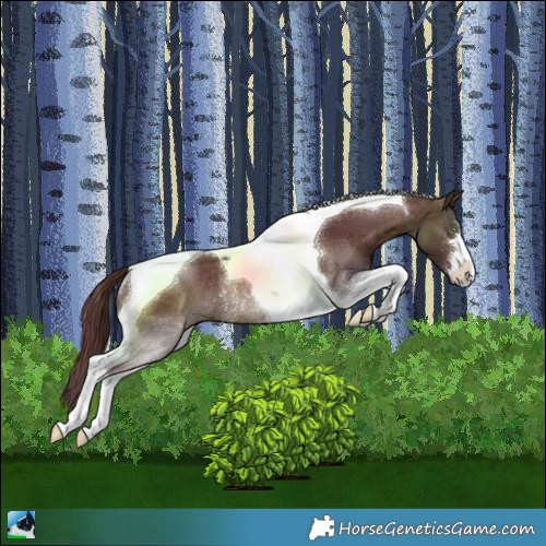 Horse Color:Chocolate Pseudo Buckskin Tobiano Rabicano