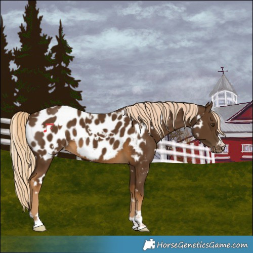 Horse Color:White Spotted Chocolate Palomino Blanket