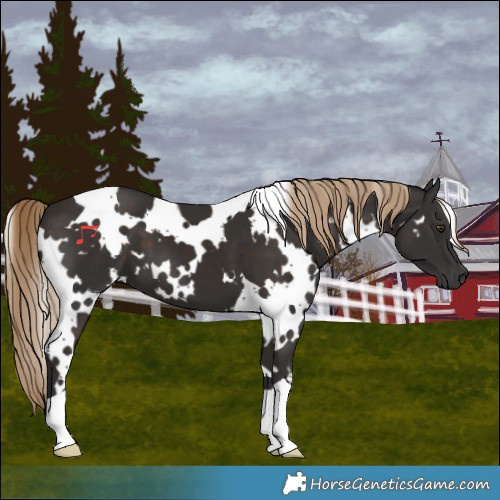 Horse Color:White Spotted Liver Chestnut
