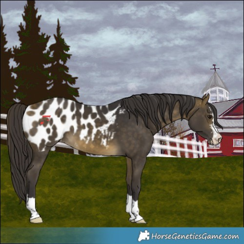 Horse Color:Buckskin Blanket