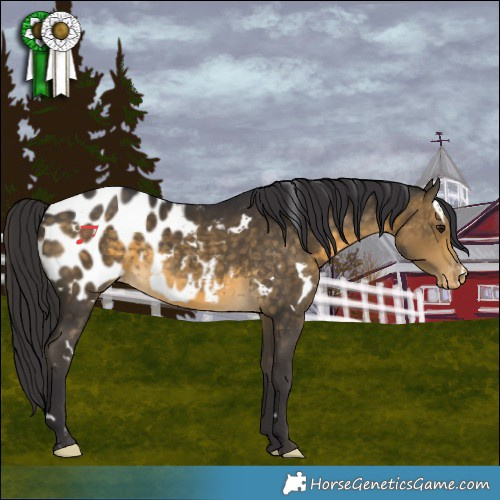 Horse Color:White Spotted Buckskin Blanket 