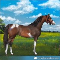 Horse Color:Bay Tobiano Rabicano
