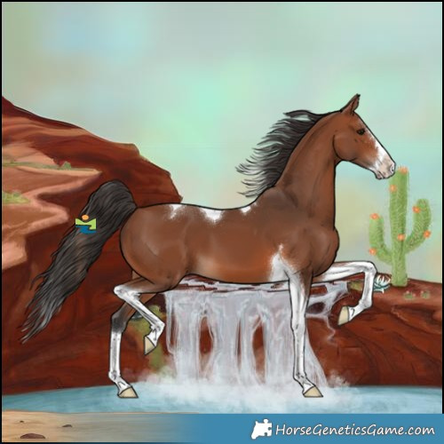 Horse Color:Bay Splash Tobiano 