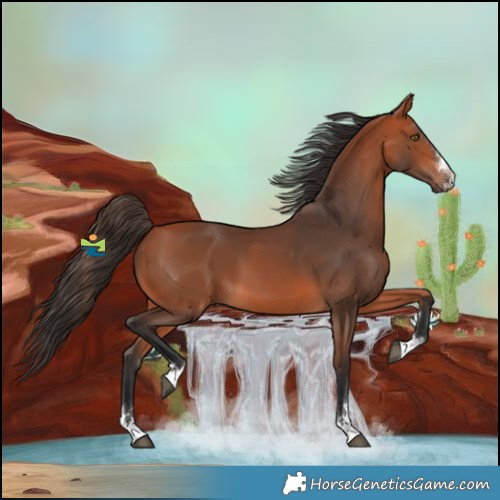 Horse Color:Bay 
