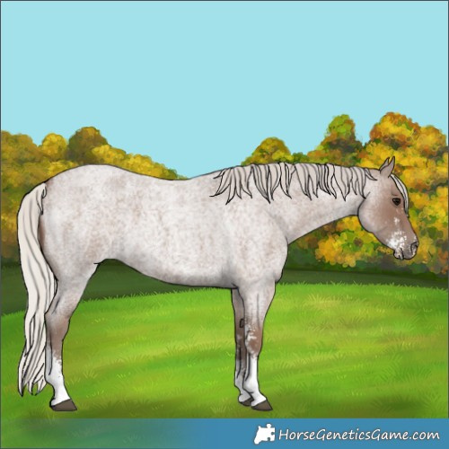 Horse Color:Silver Blue Roan Sabino 