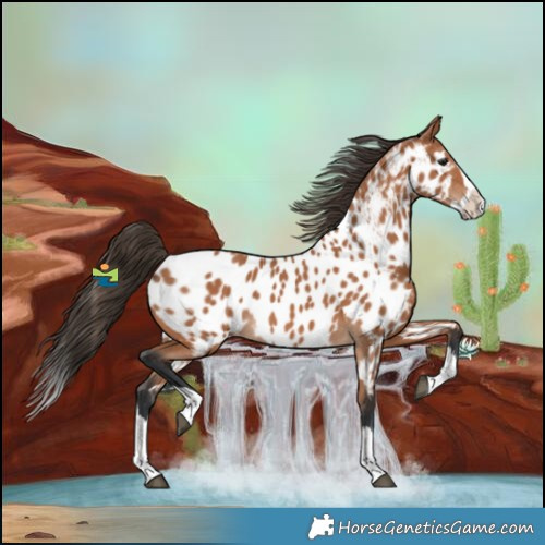 Horse Color:Bay Splash Near Leopard 