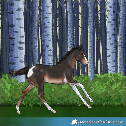 Horse Color:Liver Chestnut Tobiano