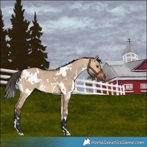 Horse Color:White Spotted Bay Dun
