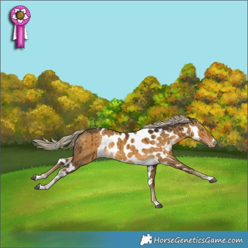 Horse Color:Chocolate Palomino Dun Skewed LP Spotted Rabicano Brindle
