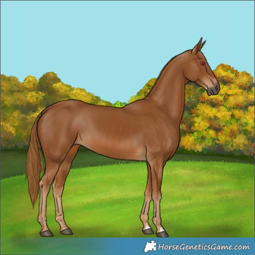 Horse Color:Gray Chestnut 